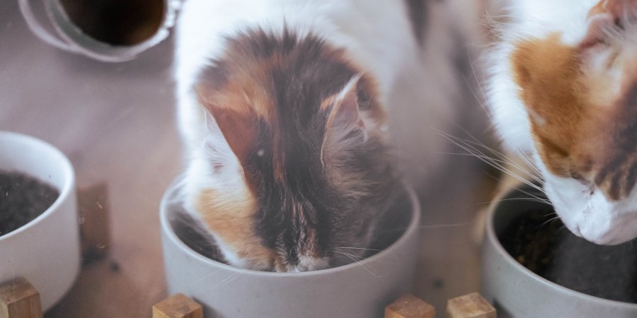 Nestlé Purina Petcare grows 5.3% in Q3 with double-digit growth in Asia, Oceania and Africa