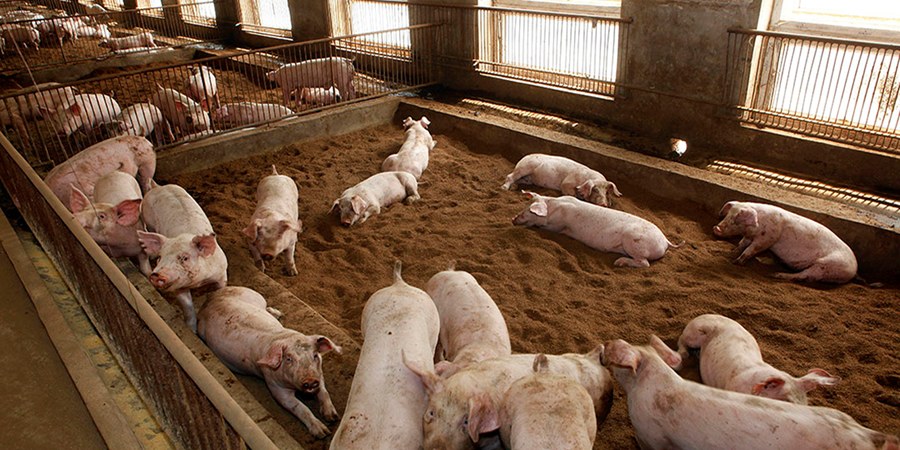 Malaysia's Sarawak to start operations at RM200 million Selangau pig farming area in 2027