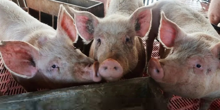 South Korea's Jeju pork exports jump sevenfold as Singapore takes 81% of shipments