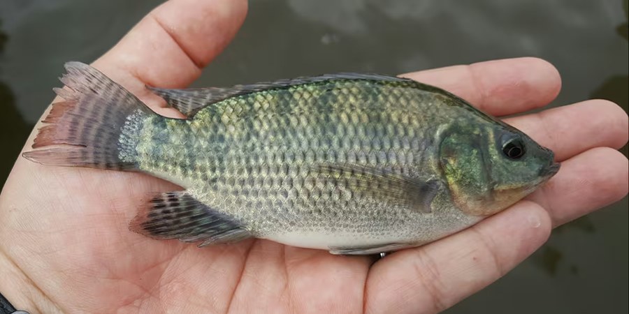 Philippines' South Cotabato wins approval for P23.23 million tilapia fingerling and marketing enterprise