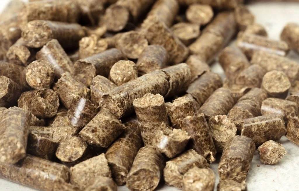 Da cerveja para o leite: startup do CE recicla resíduo da produção como ração do gado