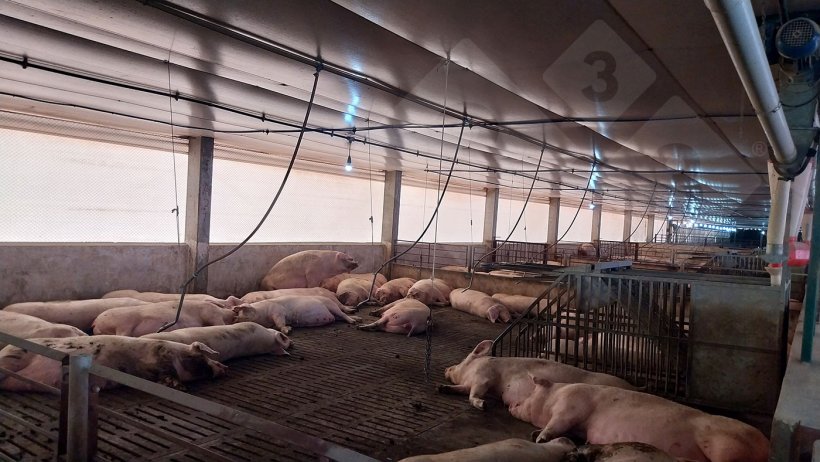 Photo 4. Inside the gestation barn with a straw bed.
