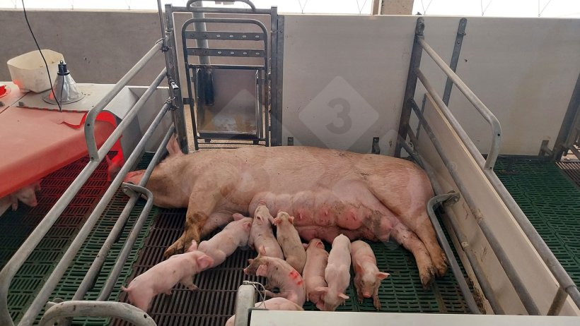 Photo 8. Loose-housed&nbsp;farrowing pen.
