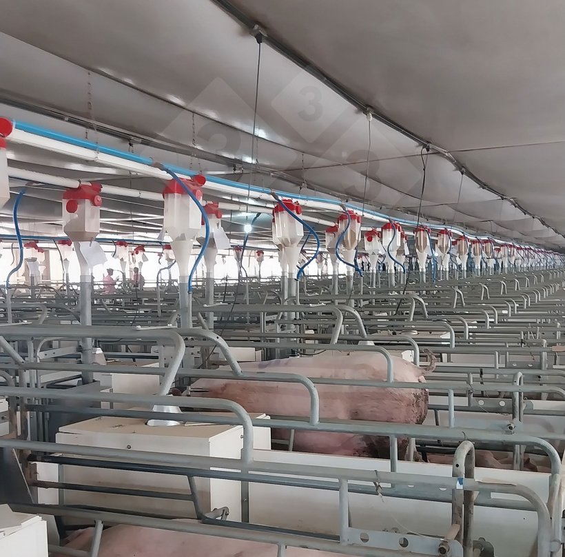 Photo 6. Farrowing: Despite the warm weather, the farrowing pens are equipped with a covered nest for the piglets.
