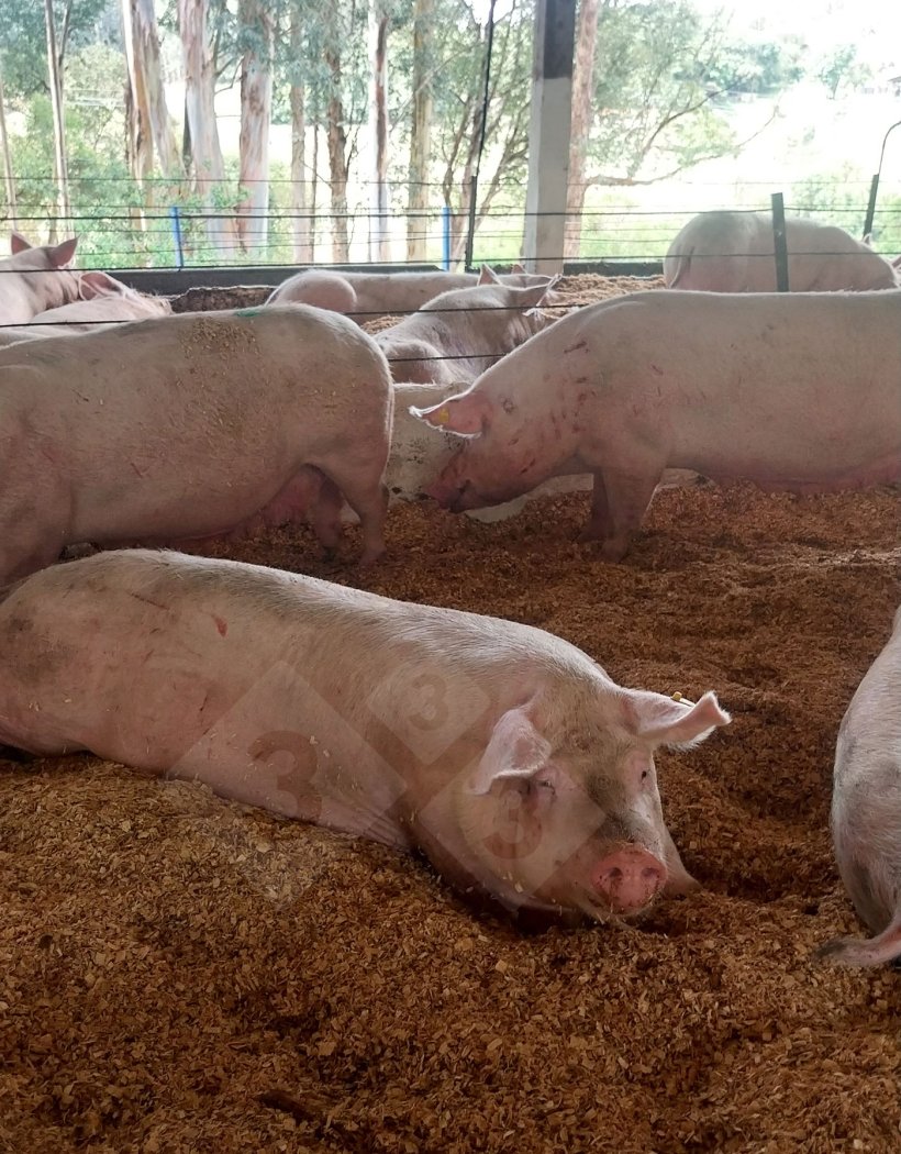 Photo 9. Group-housed gestating sows.
