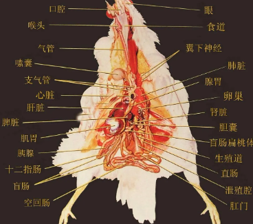 文章插图 — 插图 1