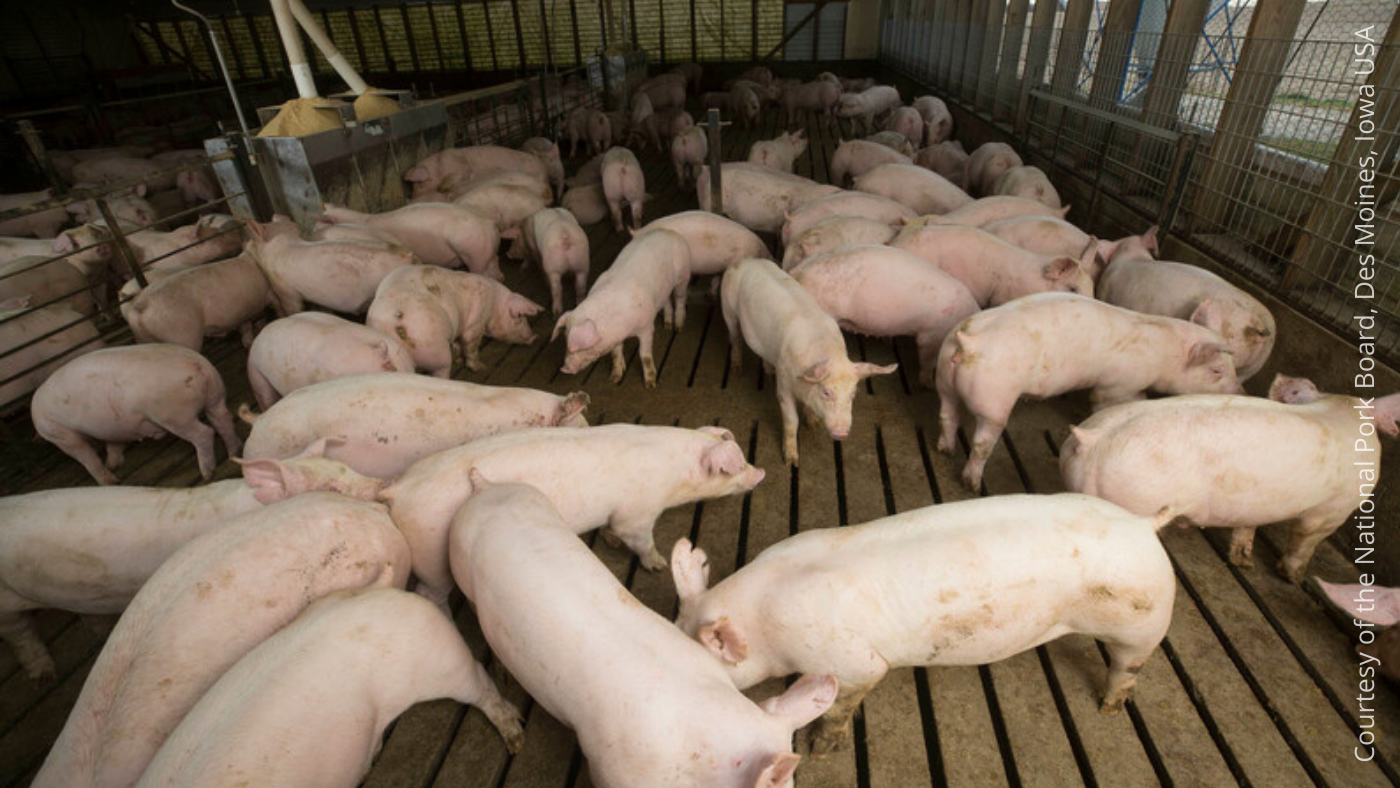 Scottish pig sector faces continued mounting cost and global market pressures — Illustration 1