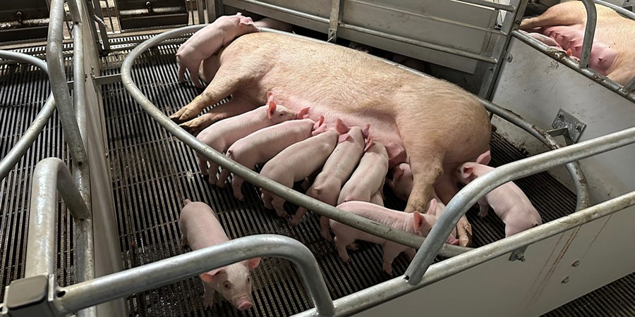 China's breeding sow herd falls 10.7% to 36.02 million, below the 37.5 million normal holding level