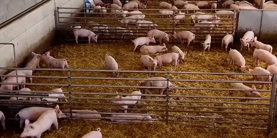 South Korea's sow herd falls to record low of 951,000 as pig farm numbers shrink to 5,380