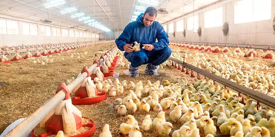 India's Srinivasa Farms and Nigeria's Jigawa State sign US$10 million poultry hatchery joint venture