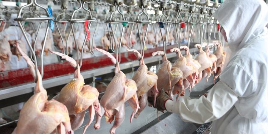 Fengxiang-backed plant able to process 60 million broilers a year starts production in Changyi, China's Shandong