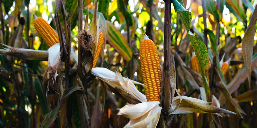 India's ethanol demand for maize pushes up feed costs and egg prices