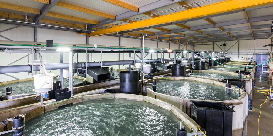 India's ornamental fish sector valued at about US$315 million as PMMSY approves 2,672 units