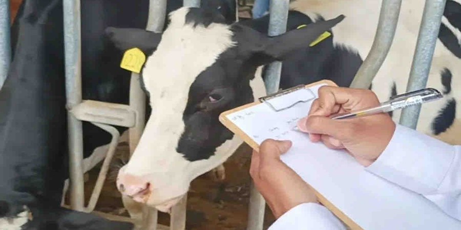 India's Punjab vet university to launch free mobile milk and feed testing lab for dairy farmers
