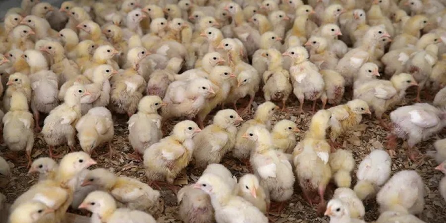 Nigerian poultry campaign accuses big hatcheries of monopolising day-old chick market