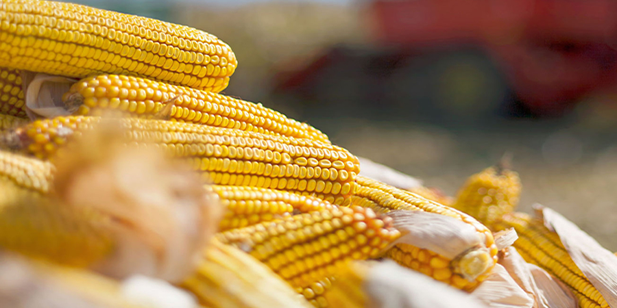 Bangladesh maize imports to reach 1.8 million tonnes in MY27 despite record 6 million tonne crop