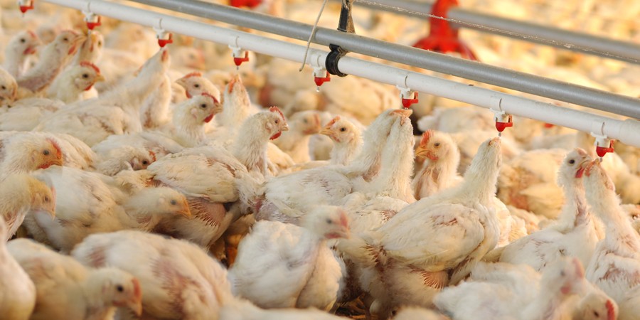 Philippines' broiler sector squeezed by weak demand and heavy importation, UBRA says