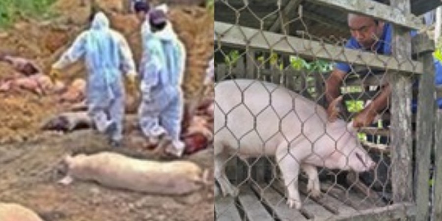 Vietnam's Thanh Hoa culls 8,585 pigs across 26 communes as African swine fever resurges