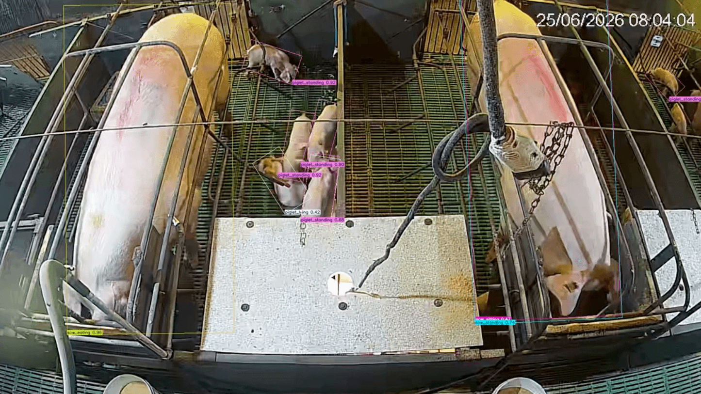 27202/System reduces piglet mortality - Photo - Herdian.png