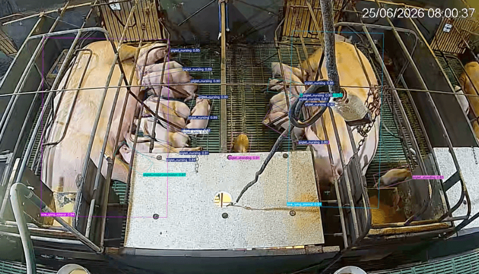 27202/IA monitoring sows and piglets - Photo - Herdian.png