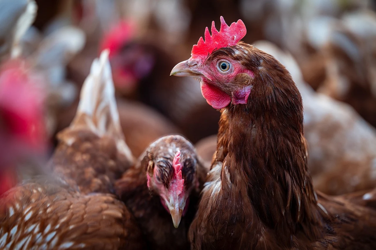 NOBLE FOODS MENGUJI TEKNOLOGI AKUSTIK UNTUK MEMANTAU KESEJAHTERAAN AYAM PETELUR — Illustration 1