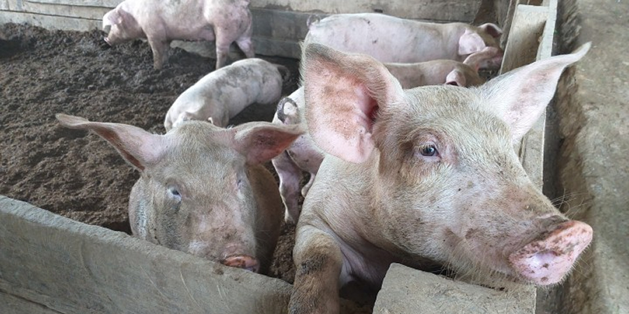 Vietnam's Phu Tho pig herd grows 7% to 1.85 million but price slump makes farmers wary of restocking