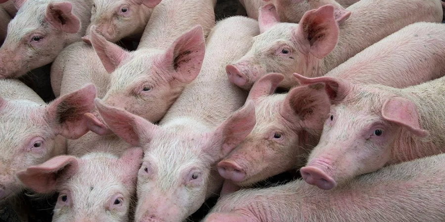 Fermented tofu whey wastewater lifts growth performance in piglets and finishers, Chinese trial finds