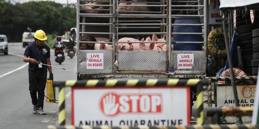 African swine fever hits 78 sites in Vietnam's Dong Nai as Mekong Delta outbreaks widen
