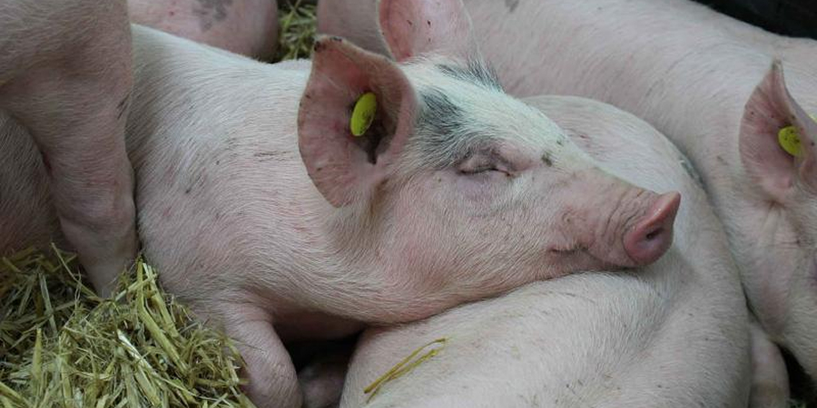 Philippines plans phased pork tariff rise to 40% and aims to halve imports