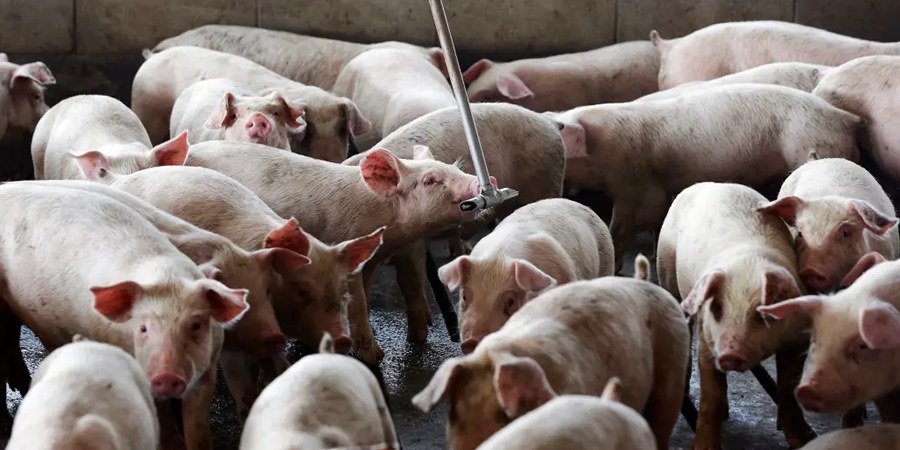 Vietnam's live pig prices drop 9% in a week to average VND45,500/kg as weak demand persists