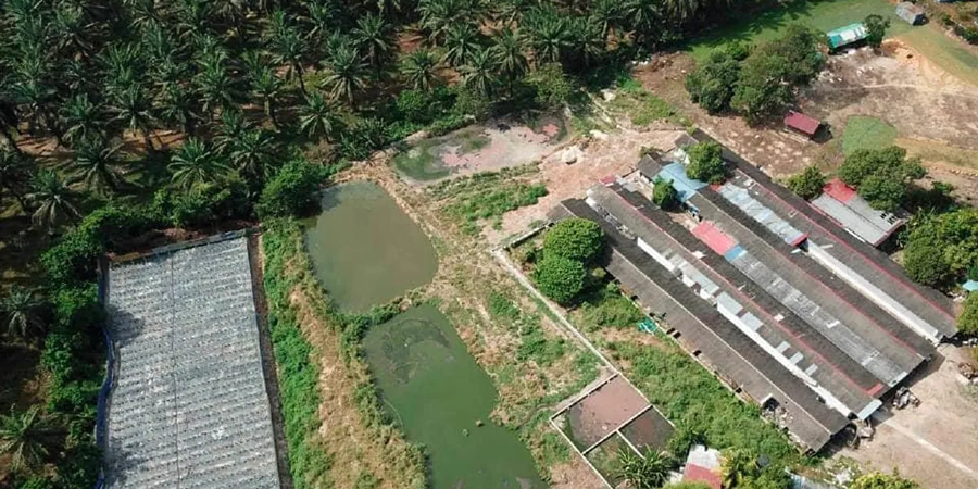 Muyuan-backed pig and feed complex in Vietnam's Gia Lai urged to start operations soon