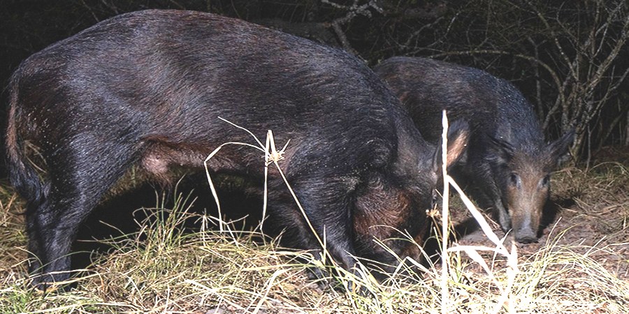 Sri Lanka warns pig farmers as African swine fever resurfaces in six districts