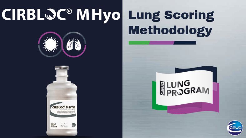 Healthy lungs, Healthy Performance: Protecting pig performance with Cirbloc® M Hyo and Ceva Lung Program — Illustration 1